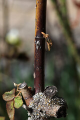 Plant disease in roses such as mildew or rust are common. Stem Blight and Diplocarpon rosae, caused by a fungal infection. Closeup	