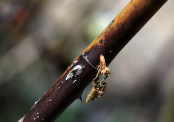 Plant disease in roses such as mildew or rust are common. Stem Blight and Diplocarpon rosae, caused by a fungal infection. Closeup	