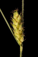 Hairy Sedge (Carex hirta). Female Spike Closeup