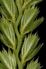 Obraz premium Crested Dog's Tail (Cynosurus cristatus). Sterile Spikelets Closeup