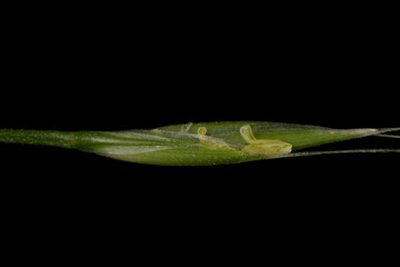 Giant Fescue (Lolium giganteum). Spikelet Closeup Excluding Awns