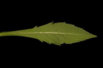 Field Scabious (Knautia arvensis). Lower Leaf Closeup