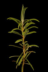 Obraz premium Marsh Labrador Tea (Rhododendron tomentosum). Vegetative Shoot Closeup