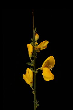 Common Broom (Cytisus scoparius). Inflorescence Closeup