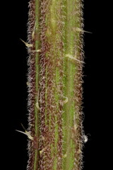 Common Nettle (Urtica dioica). Stem Detail Closeup