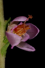 Common Heather (Calluna vulgaris). Flower Closeup