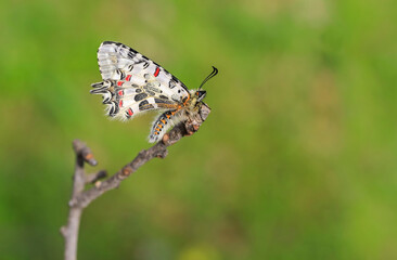 Forest festoon Butterfly (Zerynthia cerisyi) on dry branch