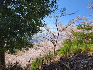 Fototapeta premium 桜（吉野山）