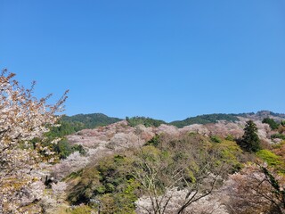 桜（吉野山）