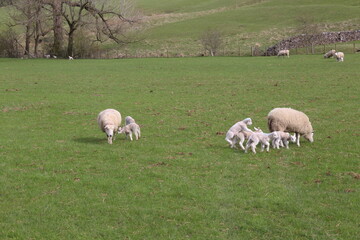 Field of Sheep and young lambs frolicking in the Yorkshire Dales.
