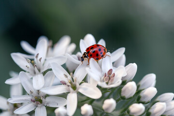 Ladybug on white flowers in the garden. Garden pest control. A useful beetle.