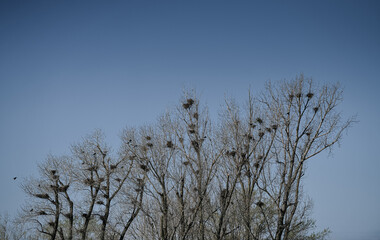 A lot of crow nests in a tree during the spring. Blue sky background. Birds photography. Dramatic mood photo.