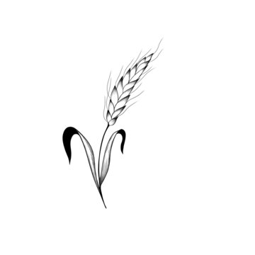 recommend clip art: Detailed sketch of wheat. idea for a tattoo ear of wheat close-up.