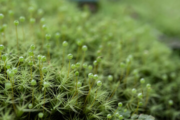 ふわふわまんまる　サクが可愛いタマゴケ