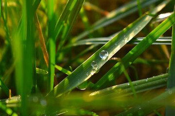 Closeup of water drops on fresh grass in spring.