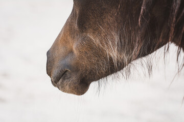 Pferd | Maul 