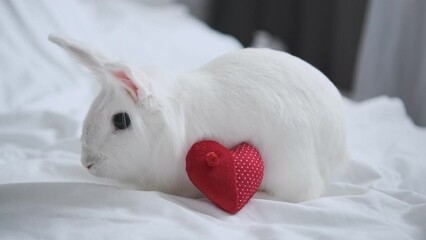 White cute fluffy rabbit sits with a heart. Happy valentine's day greetings. Fall in love. The 14th of February. Congratulations on the holiday.