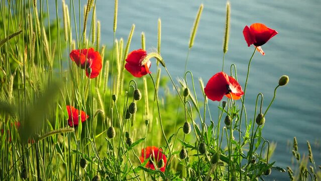 Red poppies and green grass at sunset over sea background. Beautiful field scarlet poppies flowers with selective focus. Red poppies in soft light. Glade of red poppies. Soft focus blur. Papaver sp.
