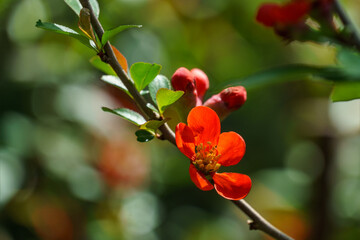 Macro of bright flowering Japanese quince or Chaenomeles japonica on the blurred garden background. Spring sunny day. Selective focus. Interesting nature concept for design.