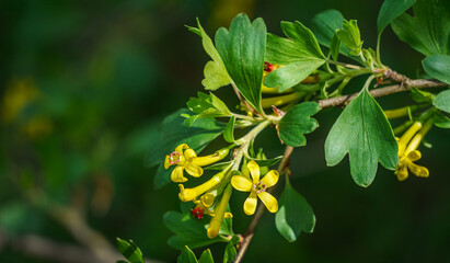 Obraz na płótnie Canvas Soft focus of yellow Ribes aureum flower blooming. Flowers golden currant, clove currant, pruner berry and buffalo currant on green blurred background. Nature concept for design. Place for your text