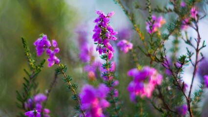 Macro de fleurs et de tiges de bruyère aux pétales roses, dans la forêt de pins des Landes de Gascogne