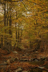 autumn in the forest