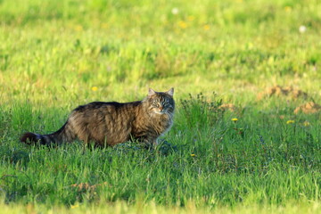 Cute cat in hunt on green meadow at sunset