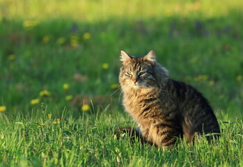 Cute cat in hunt on green meadow at sunset