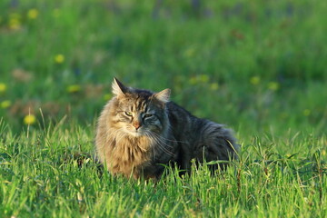 Cute cat in hunt on green meadow at sunset