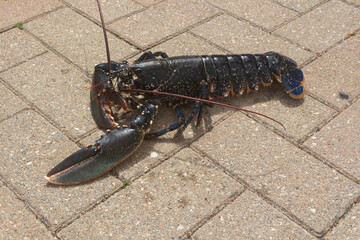 Breton alive lobster
