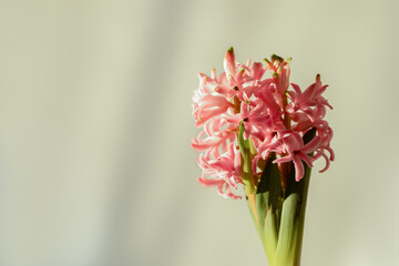 Fresh blooming pink hyacinth Asparagaceae flower in sunshine on white background with copyspace. Beautiful spring photo