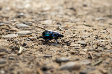 Tiny black forest dong beetle on a dirt road. Close up macro shot, shallow depth of field, no people