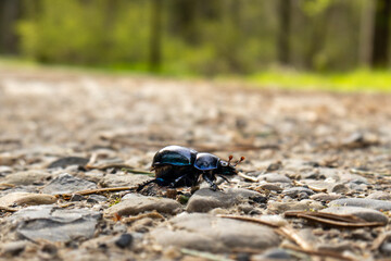 Tiny black forest dong beetle on a dirt road. Close up macro shot, shallow depth of field, no people