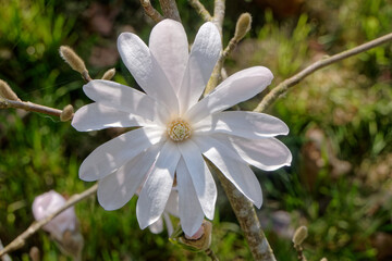 Fleur blanche de magnolia étoilé.