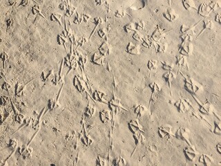 Huellas de gaviota marcadas en la arena de la playa al amanecer.
