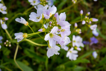 Small light blue forest wildflower blooming in early spring. Close up macro shot, daytime, no people