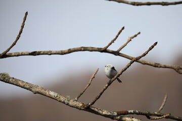 A small and cute long-tailed tit that perches on a twig in Hokkaido, Japan