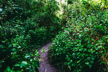 Dirty mud road in the rain forest mountain. surround by green tree leaf bush.