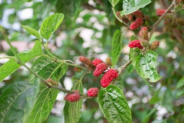 Fototapeta premium Red fresh mulberry on a tree