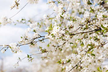 Fototapeta premium We can see a beautiful tree of the cherry.