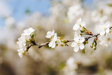 Obraz premium Beautiful flower petals is looking nice and pretty.