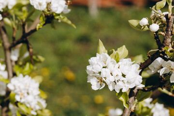 We can see two branch of the great tree.