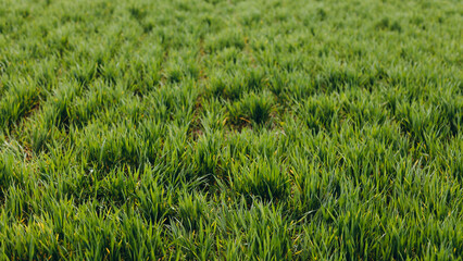 There is grassy meadow.