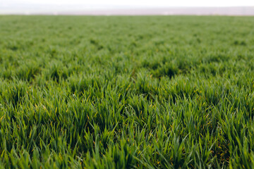 There is a long grassy field.