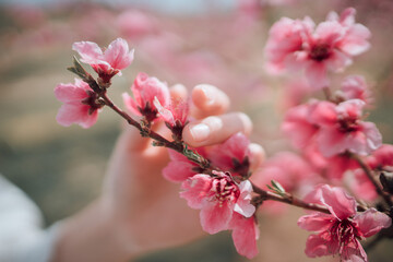pink cherry blossom