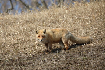 red fox in Hokkaido, Japan