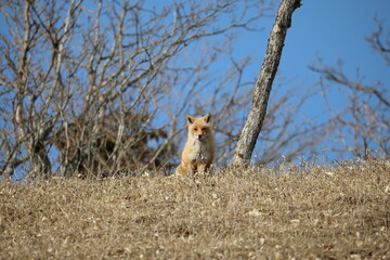 red fox in Hokkaido, Japan