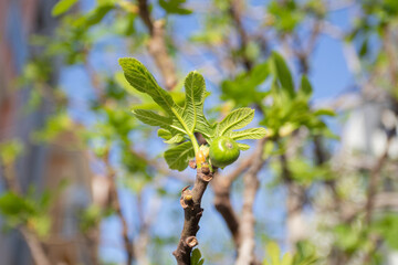 Figs tree with young leaves in spring
