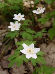 In der Natur