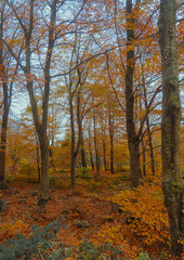 Obraz premium autumn in the forest